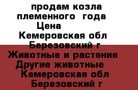 продам козла племенного 2года  › Цена ­ 6 000 - Кемеровская обл., Березовский г. Животные и растения » Другие животные   . Кемеровская обл.,Березовский г.